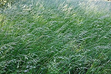 不乐观！《生化危机7》IOS版销量不到2000套